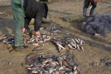 Neamț: acțiune pentru combaterea braconajului piscicol