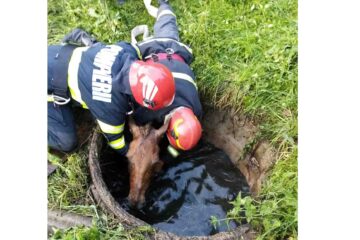 Un cal, căzut într-un puț, a fost salvat de pompierii nemțeni